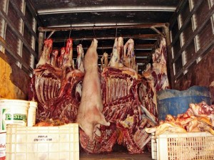 transporte carne bovina irregular