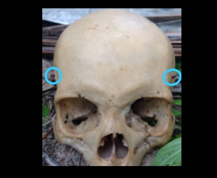 CRANIO_achado_no_peba