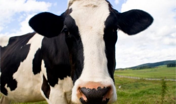 vaca