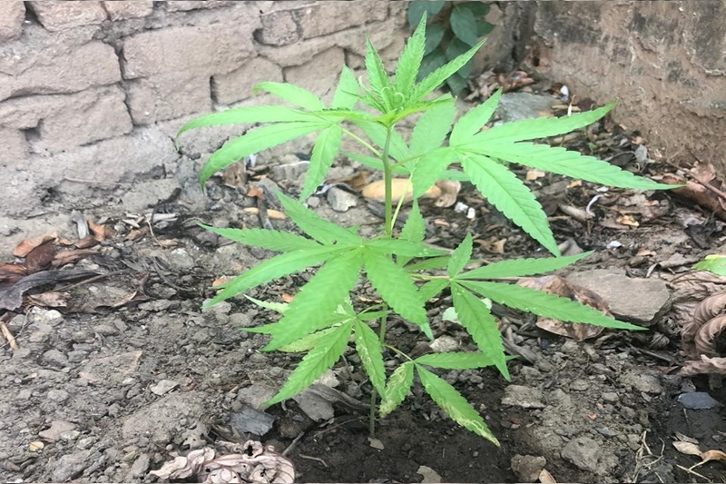 Polícia prende homem em Neópolis que cultivava maconha em casa